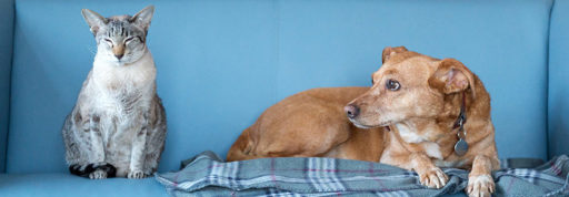 Removing Cat and Dog Urine From Carpet