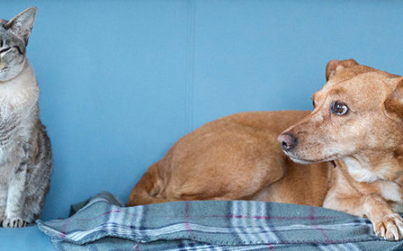 Removing Cat and Dog Urine From Carpet