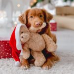 How to Keep Your Carpets Clean & Fresh this Holiday Season