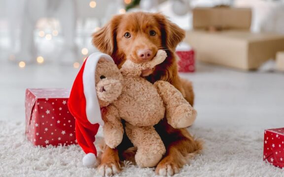 How to Keep Your Carpets Clean & Fresh this Holiday Season